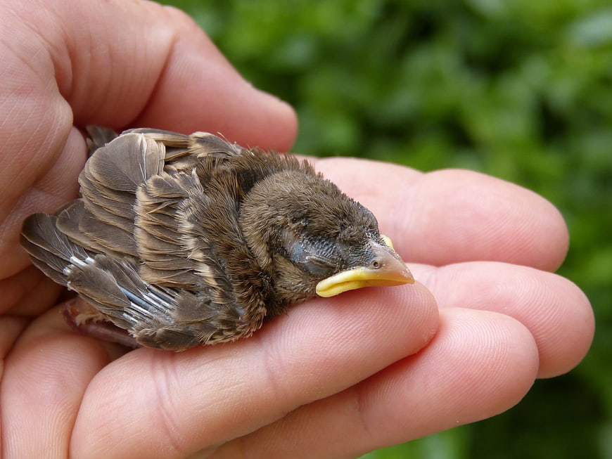 Baby Sparrow Chick in Human Hand Close Up