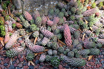 Close-up of colorful Haworthia succulents on volcanic gravel