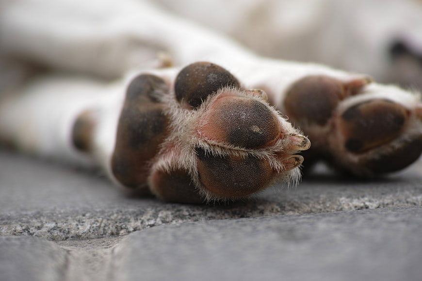 Close-up of a dog's paw pads on stone surface