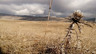 Dried thistle in dry grassy field under cloudy sky