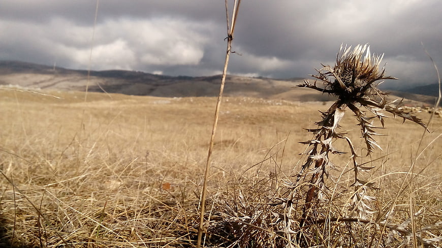 Dried thistle in dry grassy field under cloudy sky