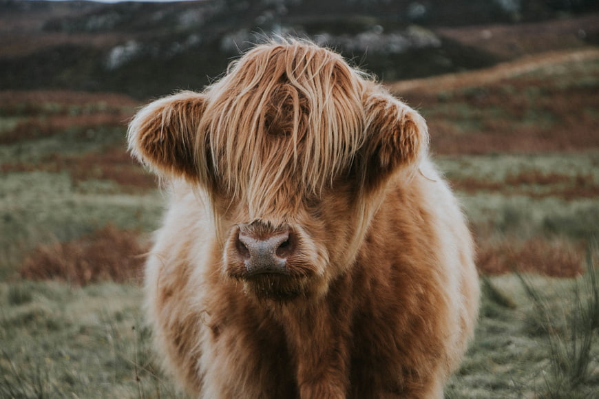Cute Highland Calf with Long Hair in Scottish Highlands