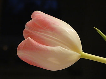 Pink and white tulip flower on black background