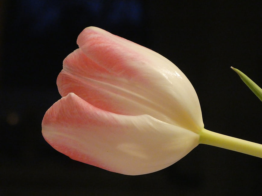 Pink and white tulip flower on black background