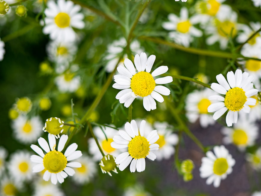 Close-up of white and yellow chamomile flowers in a garden