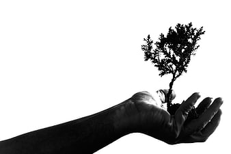 Silhouette of hand holding small tree on white background