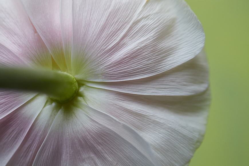 Macro Close-Up of White and Pink Morning Glory Flower Petals