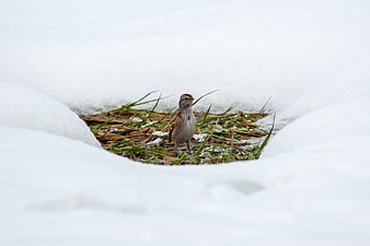 Small Sparrow Standing in Snowy Grass Patch