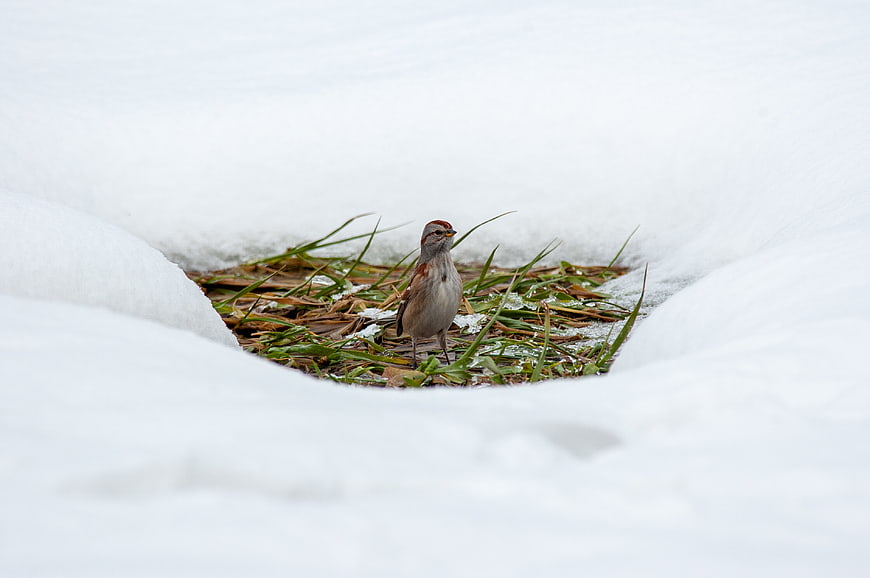Small Sparrow Standing in Snowy Grass Patch