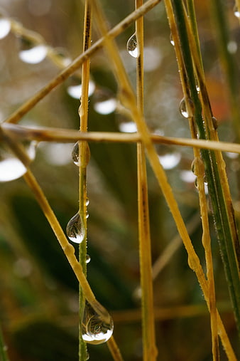 Close-up of water droplets on yellow grass blades