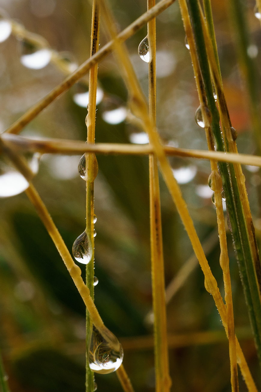 Close-up of water droplets on yellow grass blades