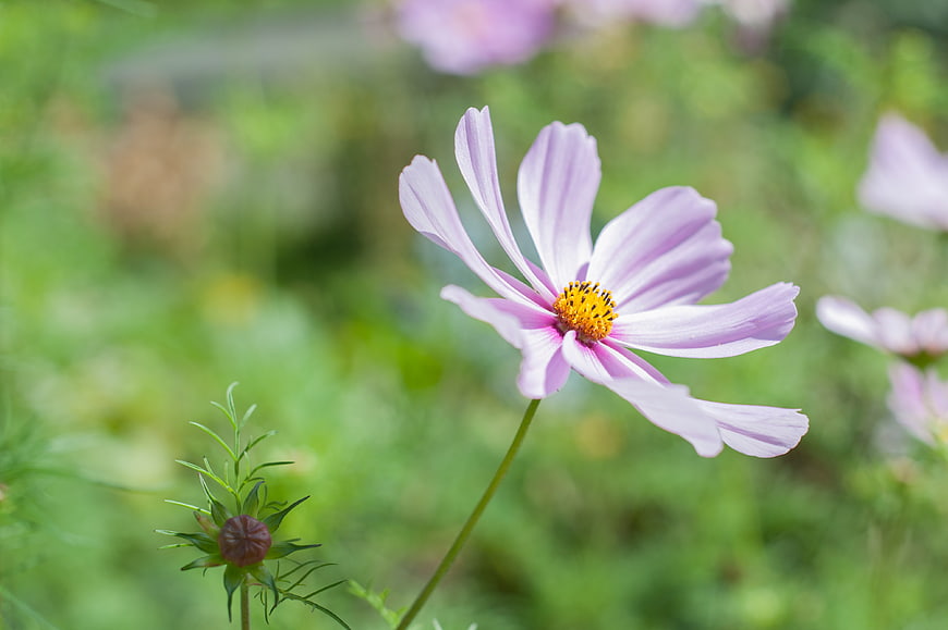 Pink Cosmos Flower in Bloom with Green Garden Background