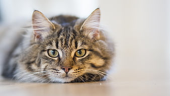 Cute Tabby Kitten Lying Down with Green Eyes