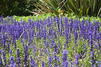 Vibrant purple salvia flowers blooming in a lush garden