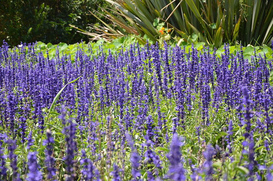 Vibrant purple salvia flowers blooming in a lush garden