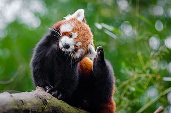 Cute Red Panda Scratching Ear on Tree Branch