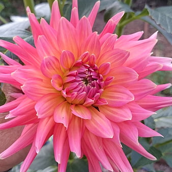 Close-up of vibrant pink dahlia flower with yellow center