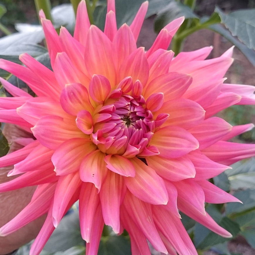 Close-up of vibrant pink dahlia flower with yellow center