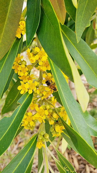 Honeybee Pollinating Yellow Flowers on Green Leaves