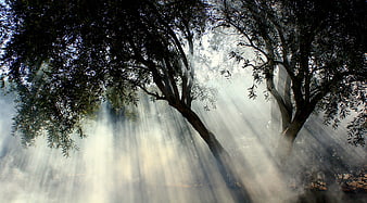 Sunbeams piercing through foggy olive trees in a serene countryside landscape