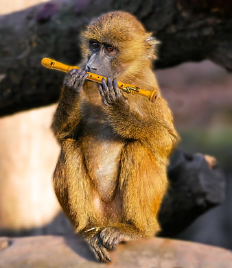 Barbary Macaque Monkey Holding Yellow Flute