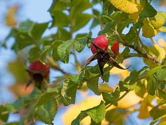 Close-up of red rose hips on a bush with autumn leaves
