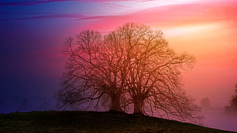 Silhouette of bare trees on a hill against a vibrant pink and purple sunset sky
