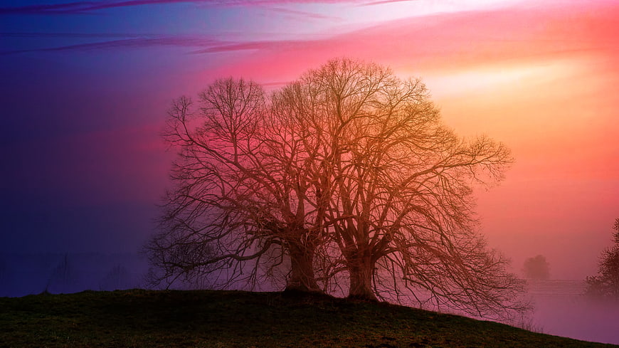Silhouette of bare trees on a hill against a vibrant pink and purple sunset sky