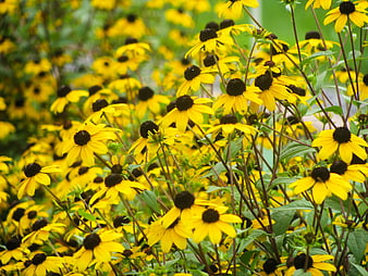 Vibrant Yellow Black-Eyed Susans in Full Bloom