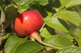 Close-up of a ripe red rosehip berry on a bush