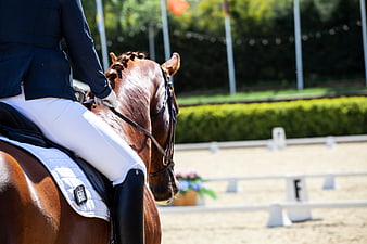 Dressage Rider on Brown Horse in Competition Arena