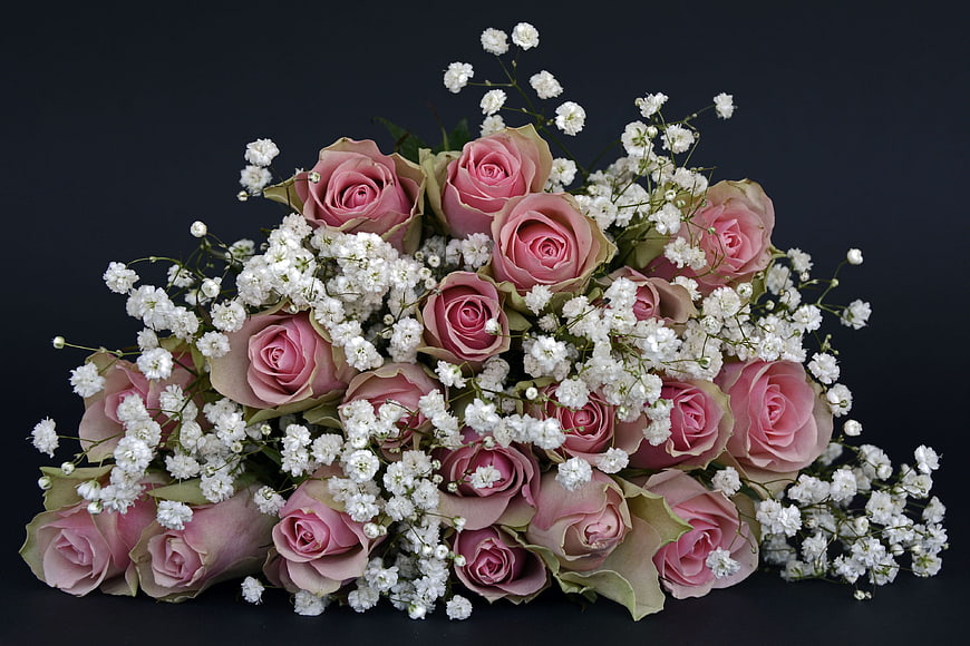 Pink Roses and Baby's Breath Bouquet on Black Background