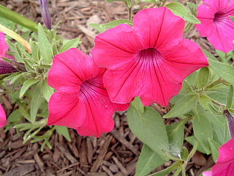 Vibrant Pink Petunia Flowers in Garden Bed