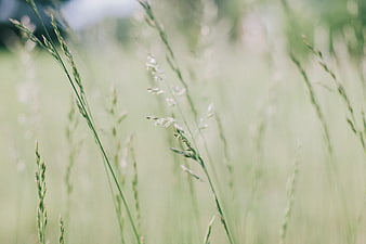 Soft Focus Green Grass Stalks in a Natural Field