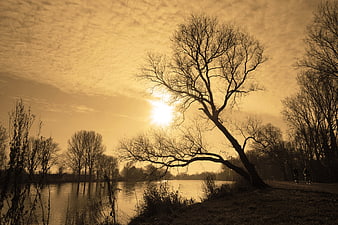 Silhouetted Leaning Tree by River at Golden Sunset