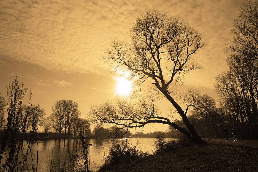 Silhouetted Leaning Tree by River at Golden Sunset