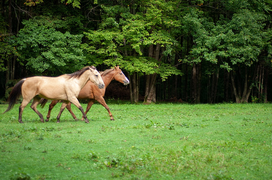 Two horses running in a green meadow near forest