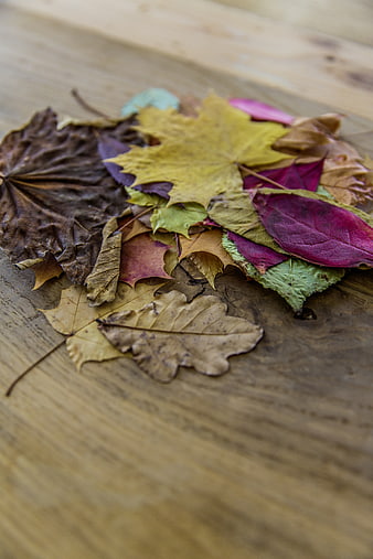 Colorful autumn leaves on rustic wooden background