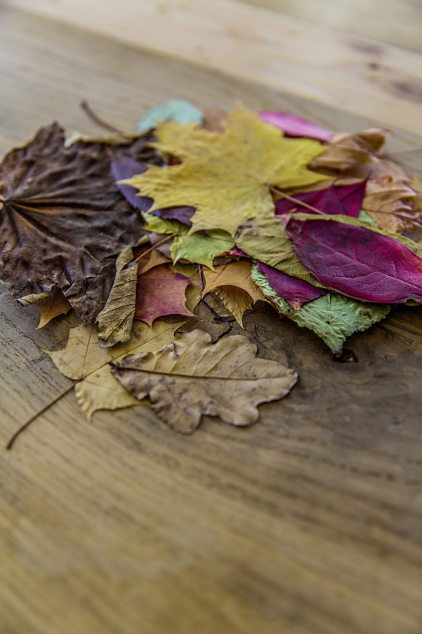 Colorful autumn leaves on rustic wooden background