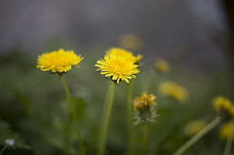 Close-up of yellow dandelion flowers in a green field