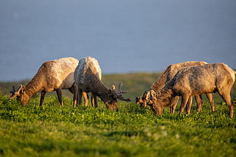 Herd of Elk Grazing in Green Meadow at Sunset