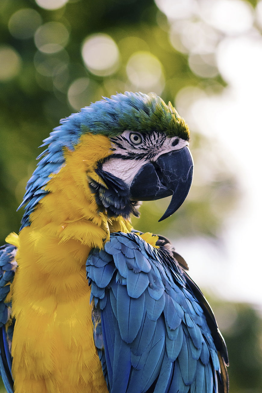 Close-up of a Blue and Gold Macaw Parrot