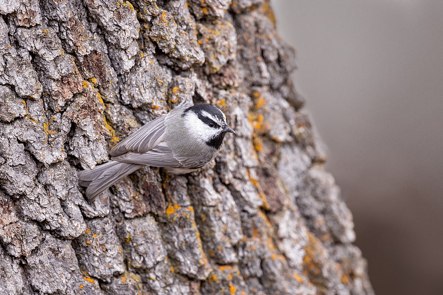 Black-capped Chickadee Perched on Textured Tree Bark