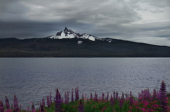 Snow-capped mountain lake with purple lupine flowers