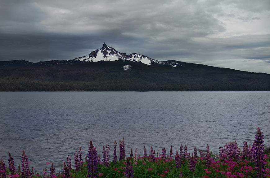 Snow-capped mountain lake with purple lupine flowers