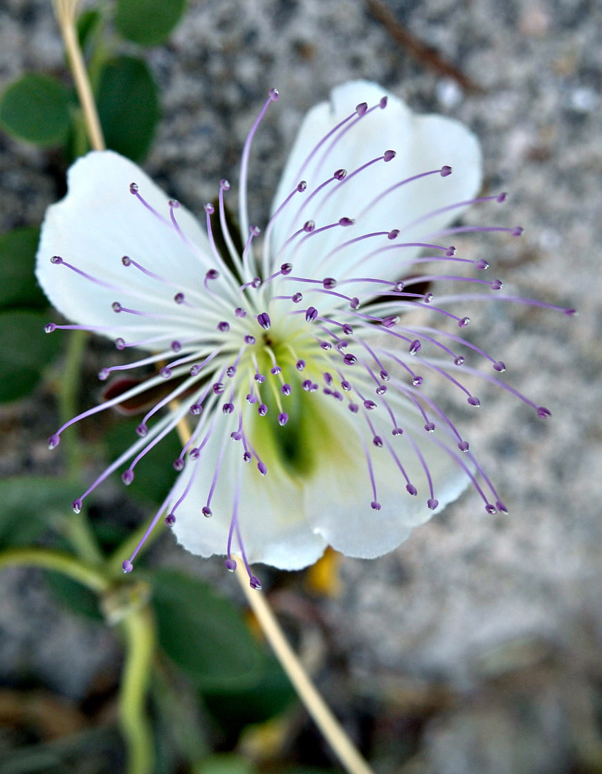 Close-up of white caper flower with purple stamens