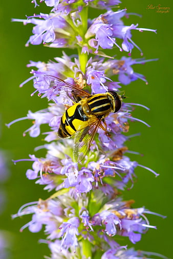 Hoverfly on Purple Wildflower Macro Photography