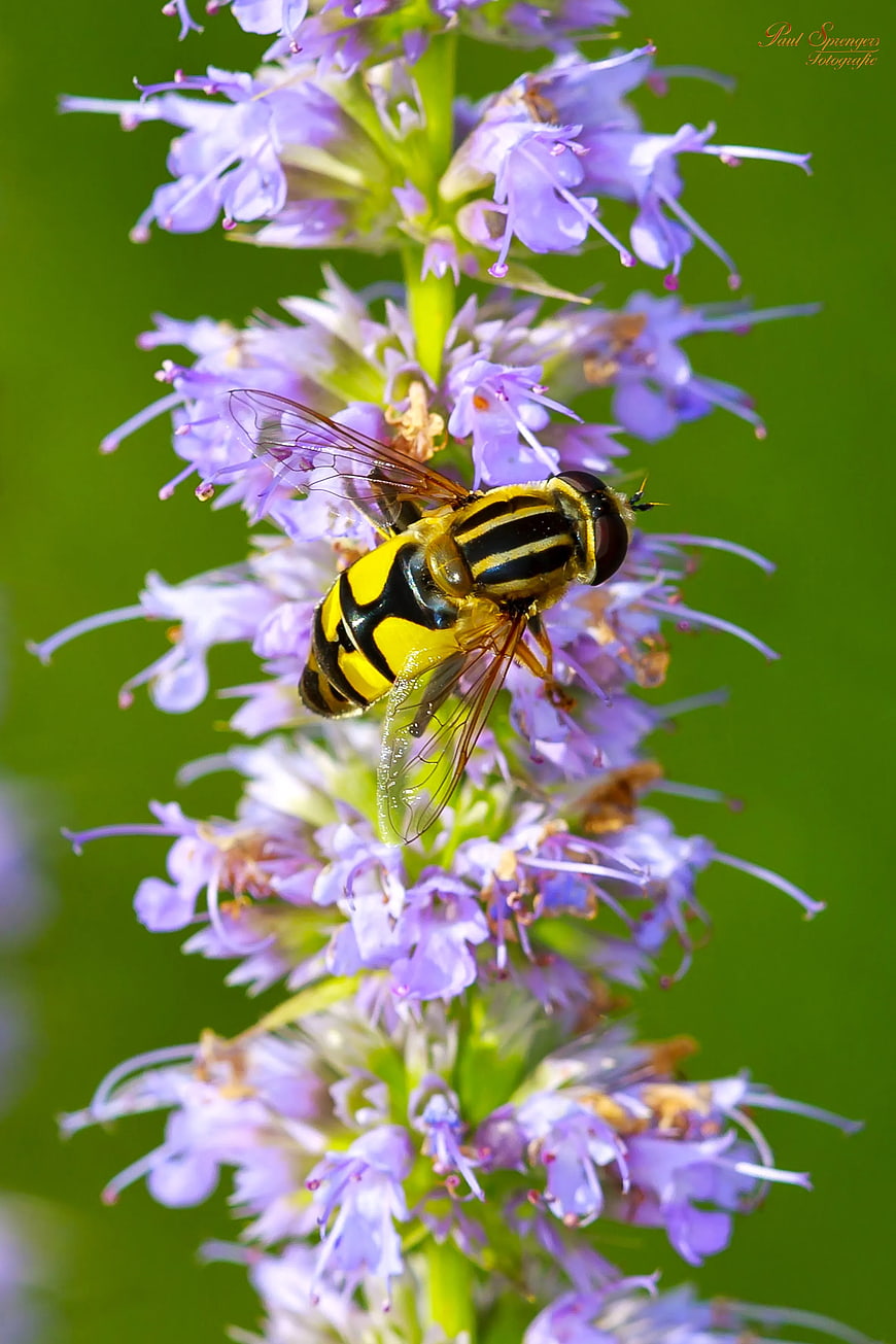 Hoverfly on Purple Wildflower Macro Photography