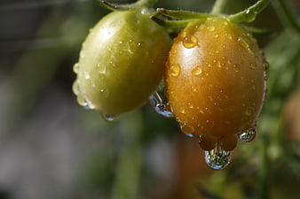 Close-up of fresh yellow and green tomatoes with water droplets