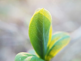 Close-up of vibrant green leaf with backlit veins